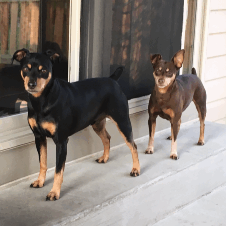 he poops we scoop, dog waste removal, dog poop pickup services